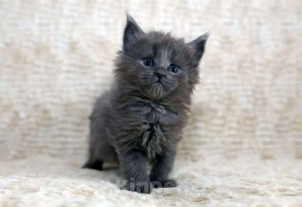 Кошки в Химках: Котята мейкуны Мальчик, 50 000 руб. - фото 1