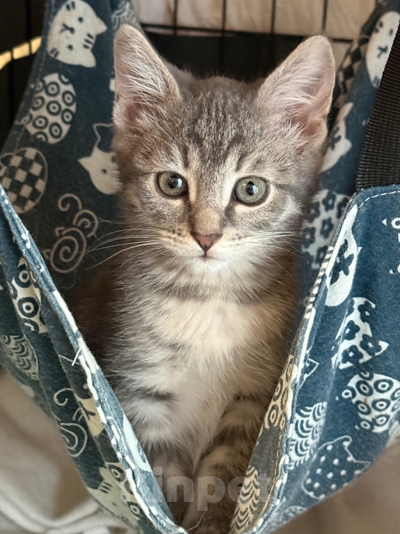 Кошки в Санкт-Петербурге: Котенок Девочка, 1 000 руб. - фото 5