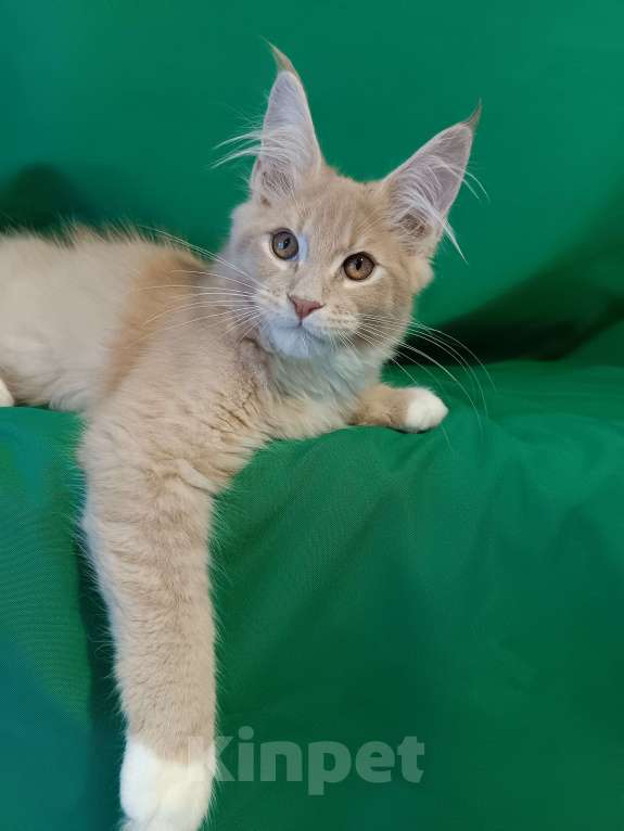 Кошки в других городах Владимирской области: Котик мейн кун Мальчик, 45 000 руб. - фото 1