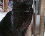Кошки в Москве: Черный зеленоглазый кот  Мальчик, Бесплатно - фото 5
