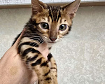 Кошки в Москве: Клубные бенгальские котята Мальчик, 60 000 руб. - фото 3