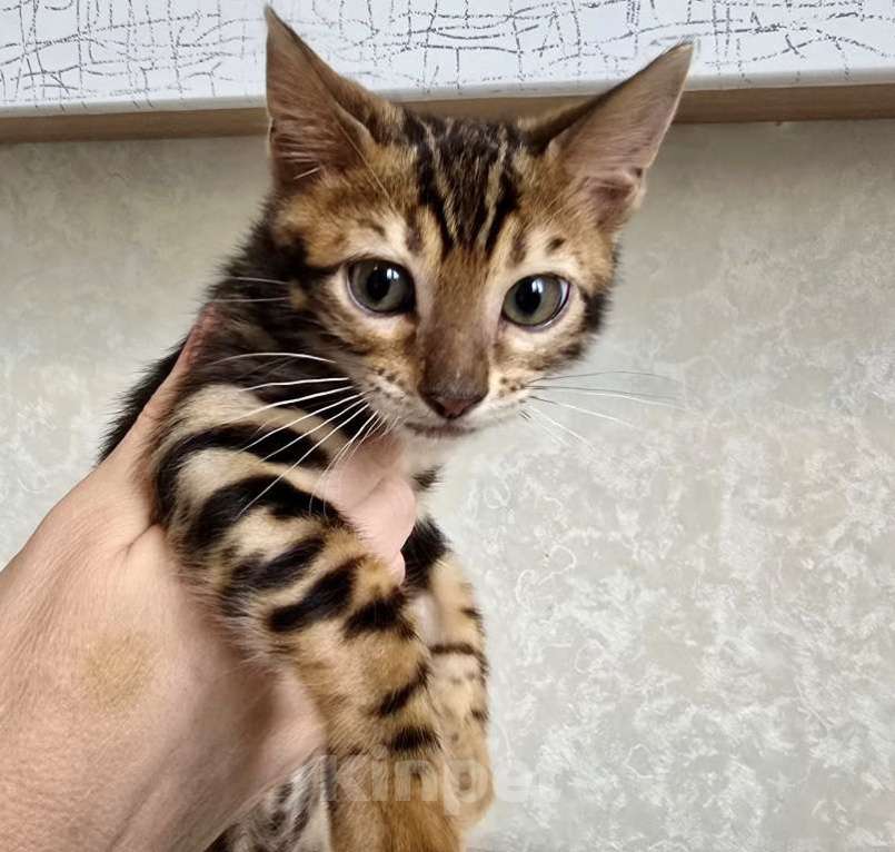 Кошки в Москве: Клубные бенгальские котята Мальчик, 60 000 руб. - фото 3