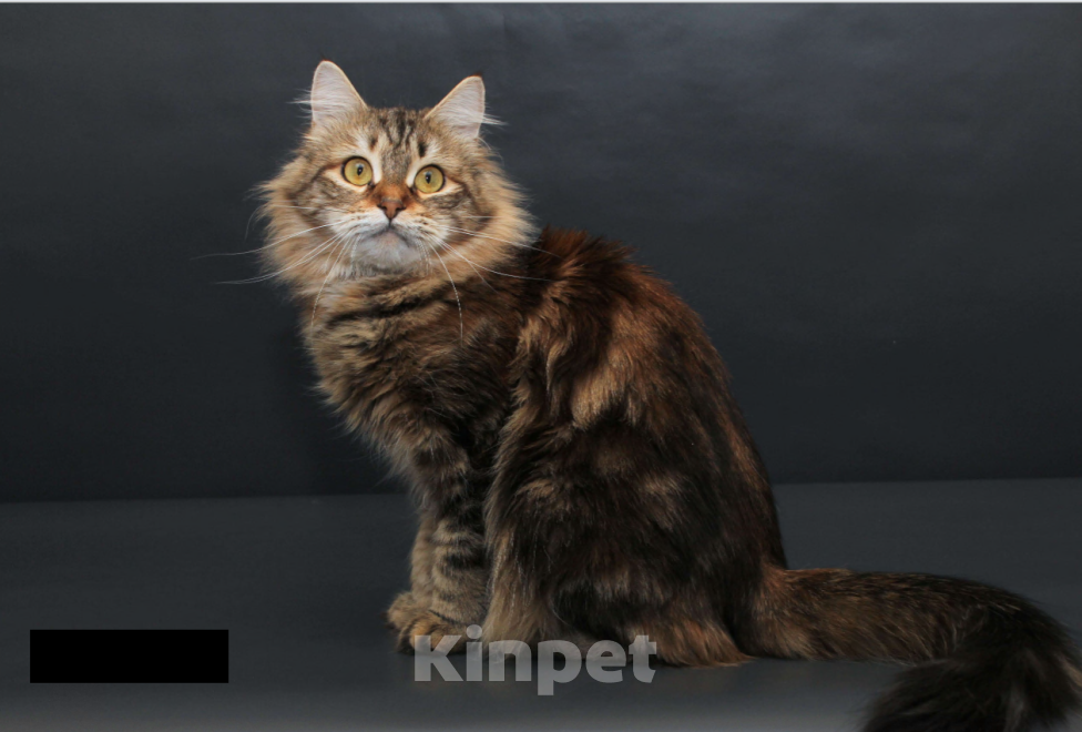 Кошки в Санкт-Петербурге: Молодая сибирская кошка  Девочка, Бесплатно - фото 4