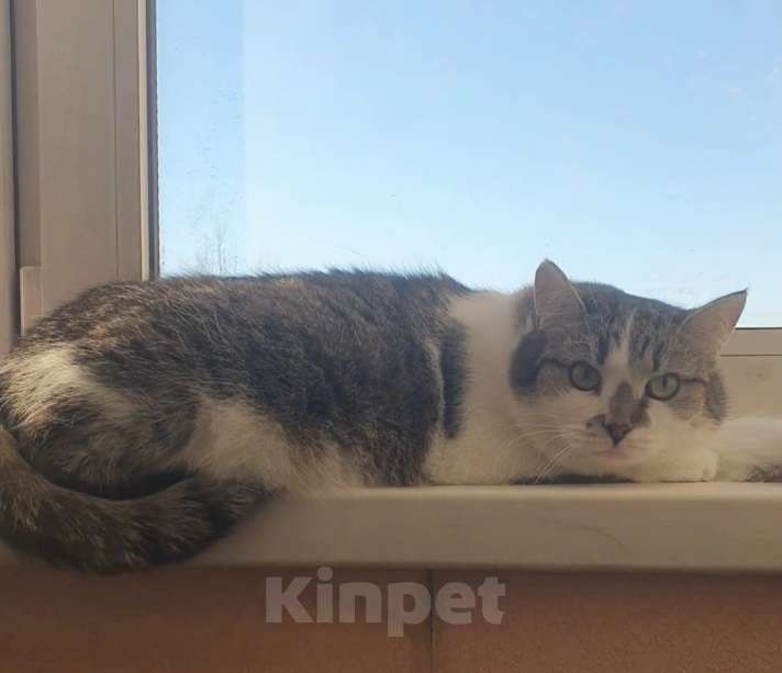 Кошки в Москве: Мэри — кошка с большим сердцем Девочка, Бесплатно - фото 3