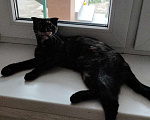 Кошки в Санкт-Петербурге: Космическая кошка Девочка, Бесплатно - фото 4