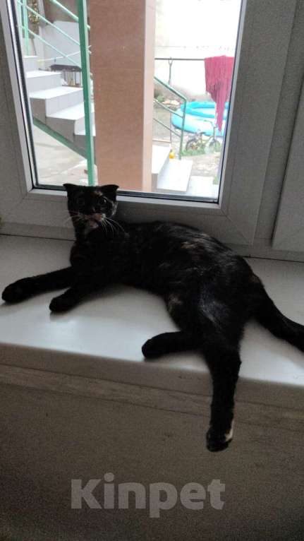 Кошки в Санкт-Петербурге: Космическая кошка Девочка, Бесплатно - фото 4