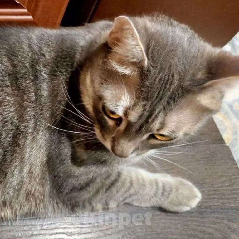 Кошки в Москве: Душераздирающая история одного уже не домашнего котика Мальчик, Бесплатно - фото 2