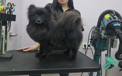 Шпиц