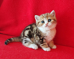 Кошки в Москве: Котик золотой мраморный биколор Мальчик, Бесплатно - фото 5