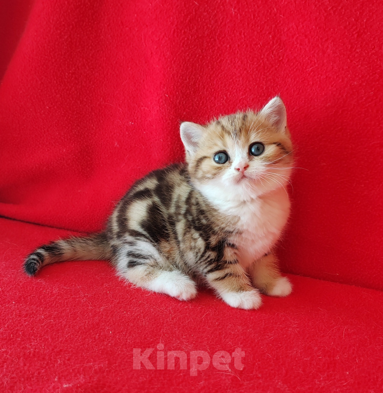 Кошки в Москве: Котик золотой мраморный биколор Мальчик, Бесплатно - фото 5