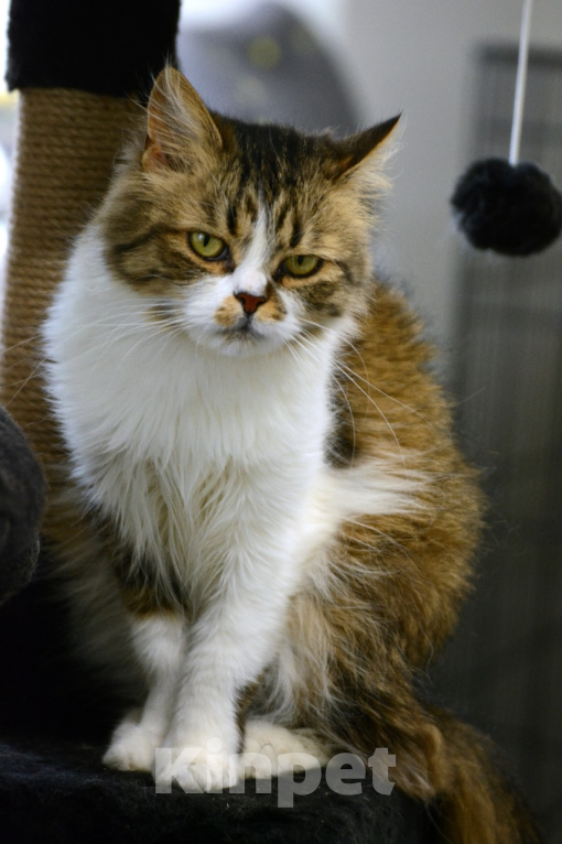 Кошки в Воронеже: Кошка в добрые руки бесплатно  Девочка, Бесплатно - фото 2