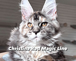 Кошки в Наро-Фоминске: Christina. Female. MCO fs22 born June 14.2025 Девочка, 120 000 руб. - фото 1