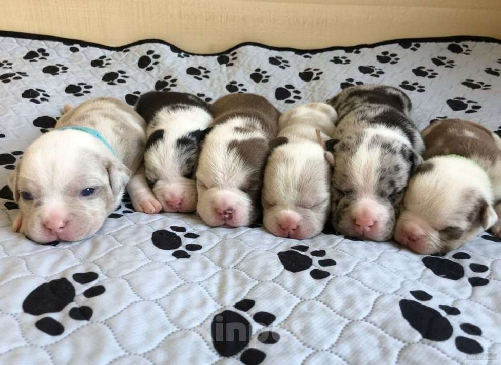 Собаки в Волгограде: Американский булли щенки покет Мальчик, 50 000 руб. - фото 1