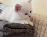 Кошки в Москве: Шотландский прямоухий котенок серебристая шиншилла Девочка, Бесплатно - фото 1