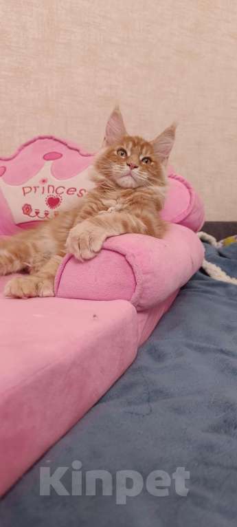 Кошки в Новосибирске: Детки мейн-кун полидакт в варежках Девочка, 20 000 руб. - фото 7