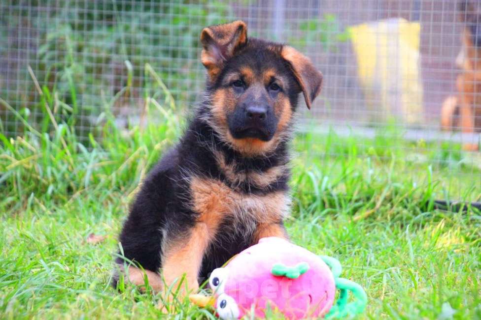 Собаки в других городах Московской области: Щенки Немецкой овчарки РКФ Мальчик, 60 000 руб. - фото 3