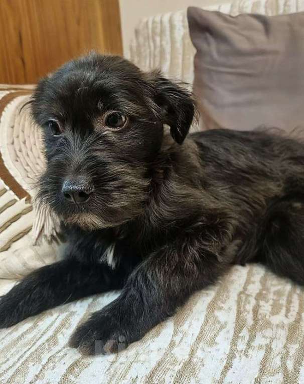 Собаки в Москве: Уголек. Ищет дом, вкусняшки  и хозяйскую руку. Мальчик, Бесплатно - фото 4