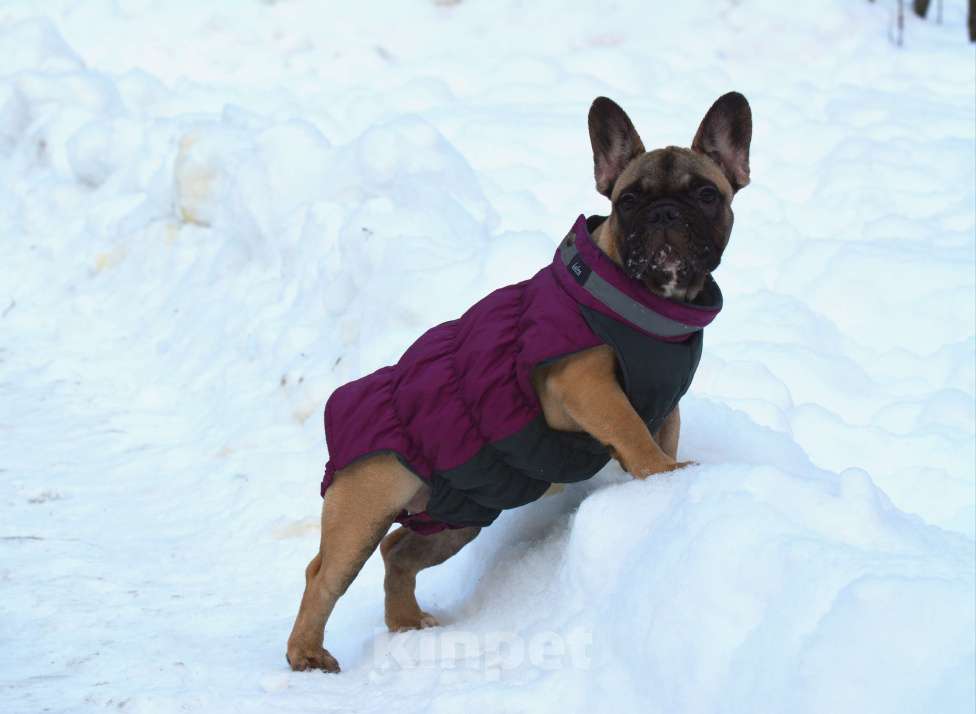 Собаки в Санкт-Петербурге: Породная, красивая сука Девочка, 50 000 руб. - фото 2