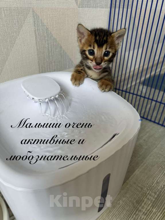 Кошки в Реутове: Бенгальский котенок - мальчик Мальчик, 30 000 руб. - фото 2