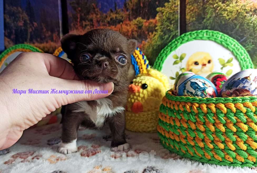 Собаки в Санкт-Петербурге: Жемчужина от Леона чихуахуа шоколадного окраса Девочка, 100 000 руб. - фото 3