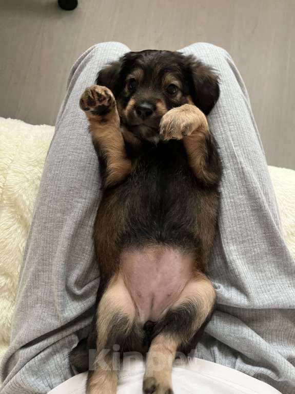 Собаки в Краснодаре: Щенок  Девочка, 1 000 руб. - фото 6