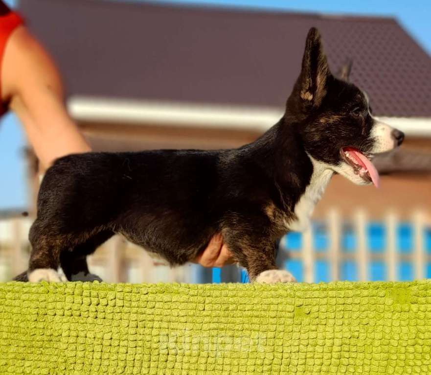 Собаки в Перми: Вельш корги кардиган Девочка, 65 000 руб. - фото 6