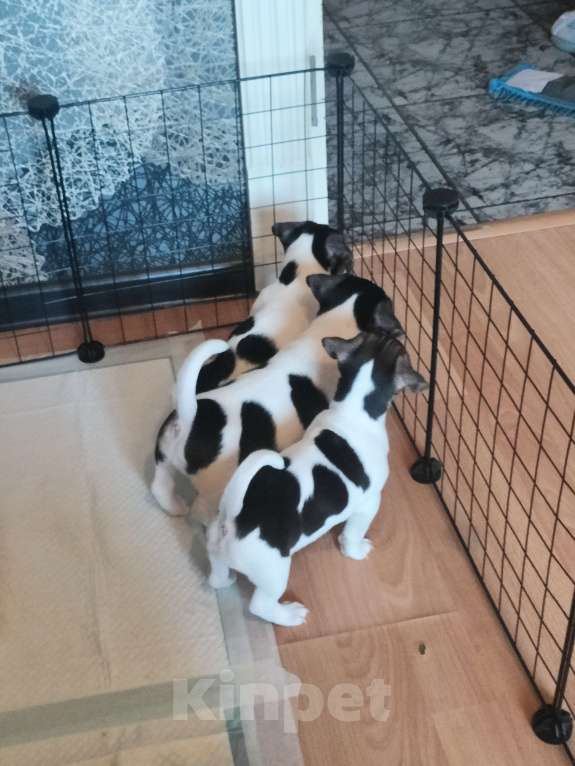 Собаки в Москве: Щенок 2 Девочка, 30 000 руб. - фото 5