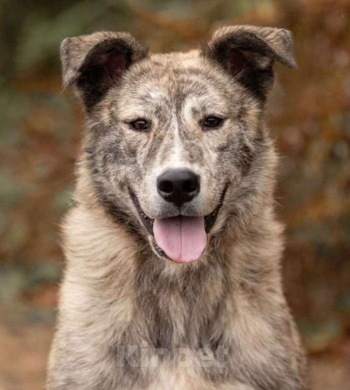 Собаки в других городах Владимирской области: Красивая и добрая собака в добрые руки бесплатно Девочка, Бесплатно - фото 4