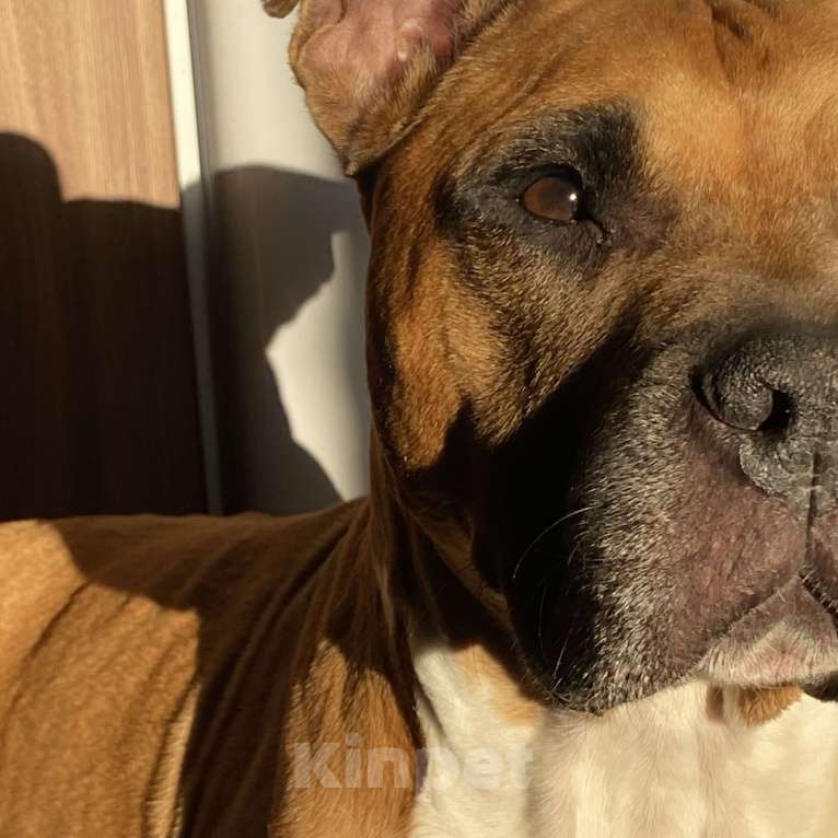 Собаки в Великом Новгороде: Отдам даром Стаффорда Мальчик, Бесплатно - фото 2