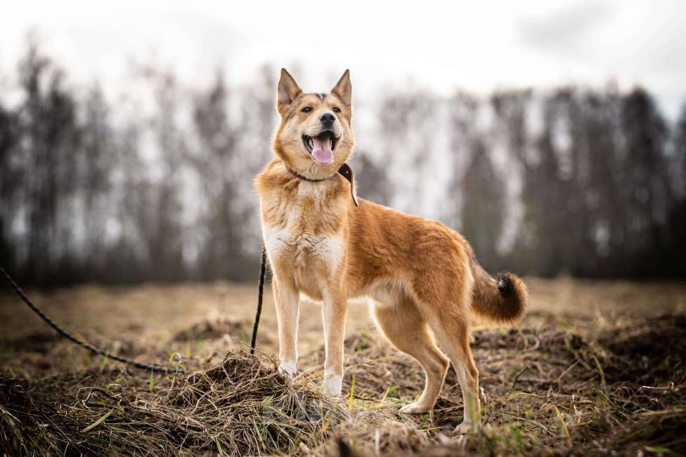 Собаки в Клине: Рико — пёс, созданный для людей Мальчик, Бесплатно - фото 6