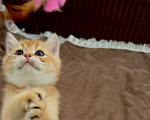 Кошки в Новосибирске: Шотландский прямоухий котик Мальчик, 40 000 руб. - фото 8