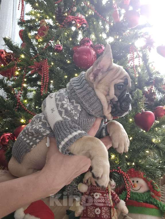 Собаки в Москве: Французский бульдог мальчик Мальчик, 40 000 руб. - фото 5