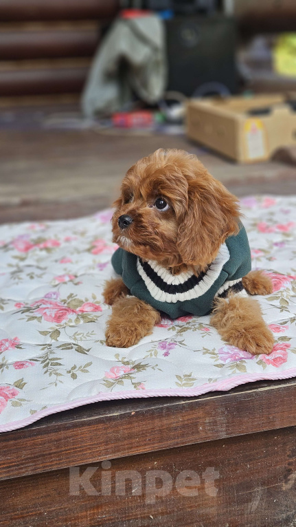 Собаки в Москве: Мальчик кавапу в окрасе ред браун Мальчик, 90 000 руб. - фото 4