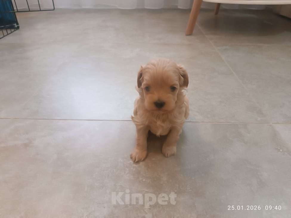 Собаки в Краснодаре: Продаю щенков мальтипу Мальчик, 80 000 руб. - фото 3