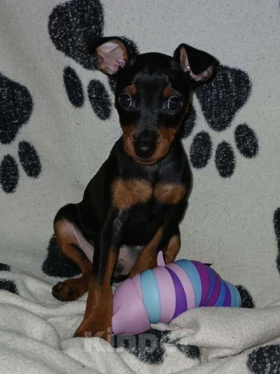 Собаки в Армавире: Цвергпинчер мальчик Мальчик, 35 000 руб. - фото 2