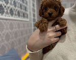 Собаки в Краснодаре: Той-пудель щенок  Девочка, 65 000 руб. - фото 6