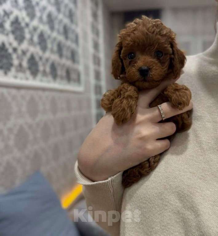 Собаки в Краснодаре: Той-пудель щенок  Девочка, 65 000 руб. - фото 6