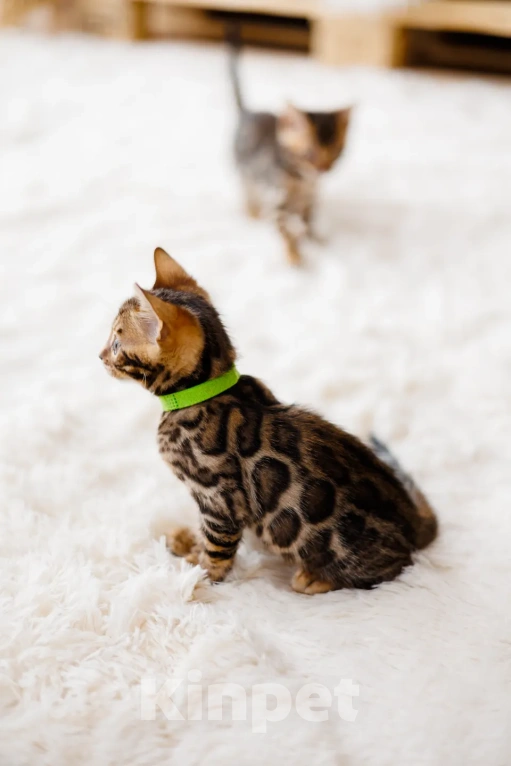 Кошки в Красноярске: Бенгальский котенок  Мальчик, 80 000 руб. - фото 4