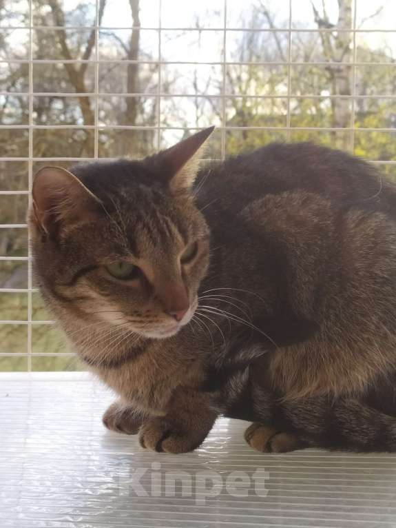 Кошки в Санкт-Петербурге: Маняша из приюта в добрые руки Девочка, Бесплатно - фото 7