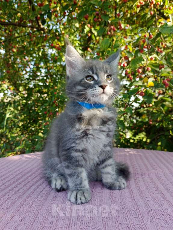 Кошки в Ярославле: Котята Мейн куна Мальчик, 60 000 руб. - фото 2