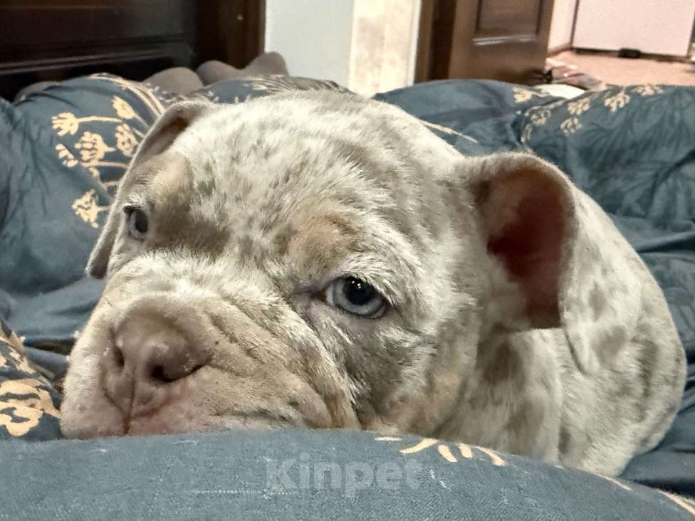 Собаки в Севастополе: Американский булли Девочка, 130 руб. - фото 2