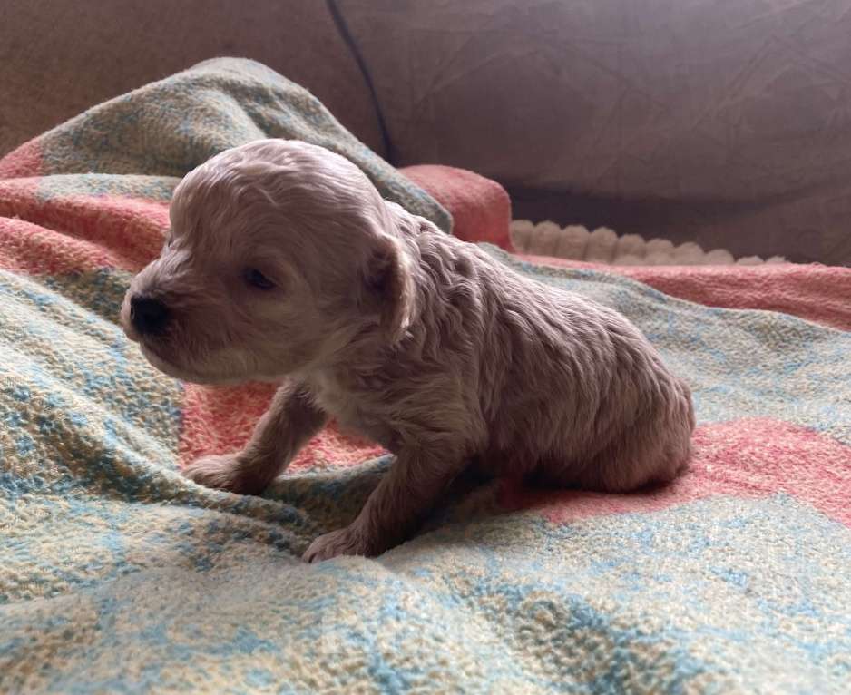 Собаки в Санкт-Петербурге: Очаровательная девочка той пуделя Девочка, Бесплатно - фото 7