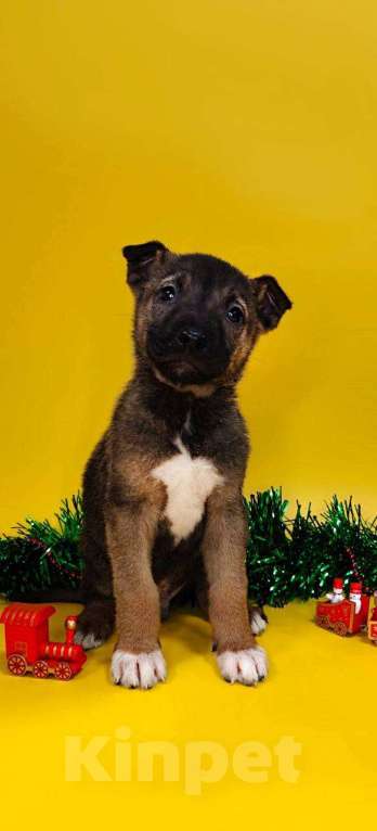 Собаки в других городах Московской области: Марсик Мальчик, Бесплатно - фото 2