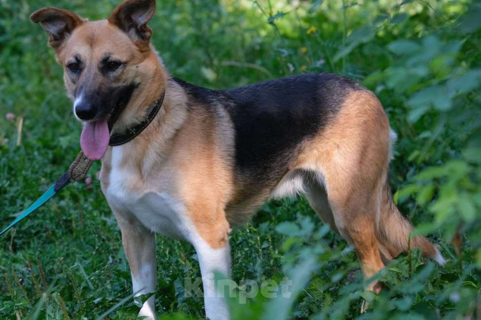Собаки в Москве: Уютная Верба ждет свою семью!  Девочка, Бесплатно - фото 2