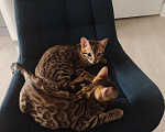 Кошки в Москве: Бенгальский котёнок 3 мес Мальчик, 35 000 руб. - фото 6