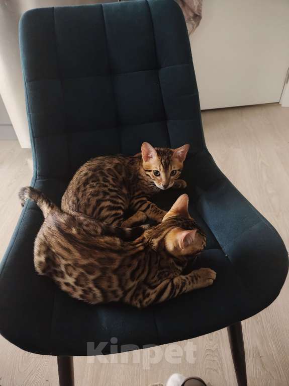 Кошки в Москве: Бенгальский котёнок 3 мес Мальчик, 35 000 руб. - фото 6
