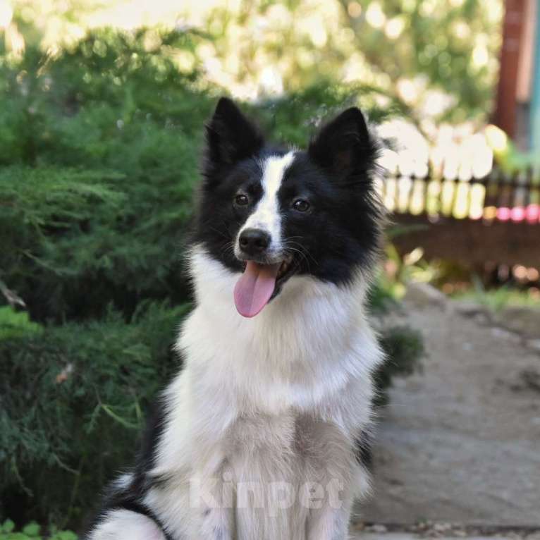 Собаки в Москве: Ненецкая оленегонная лайка. Сука Цветик-Семицветик. Девочка, 50 000 руб. - фото 2