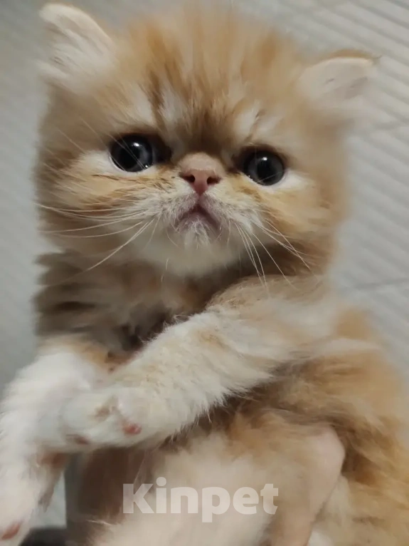 Кошки в Балашихе: Продажа котят Мальчик, 20 000 руб. - фото 2