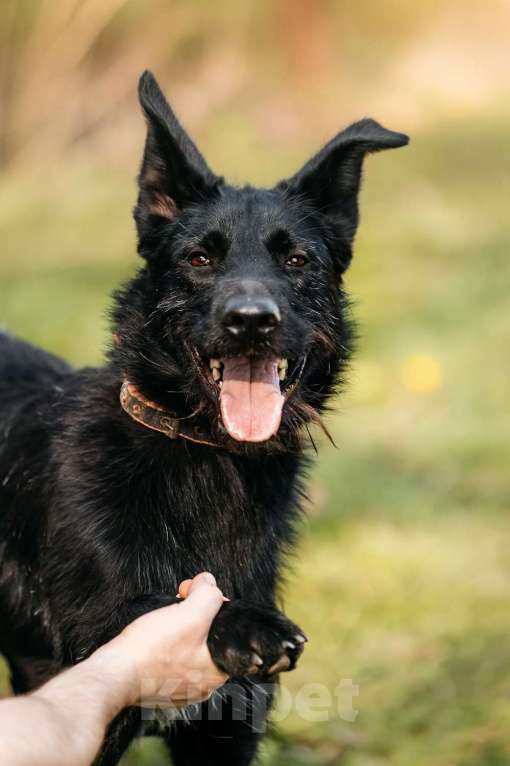 Собаки в Москве: Заберите меня, пожалуйста Мальчик, 1 руб. - фото 8