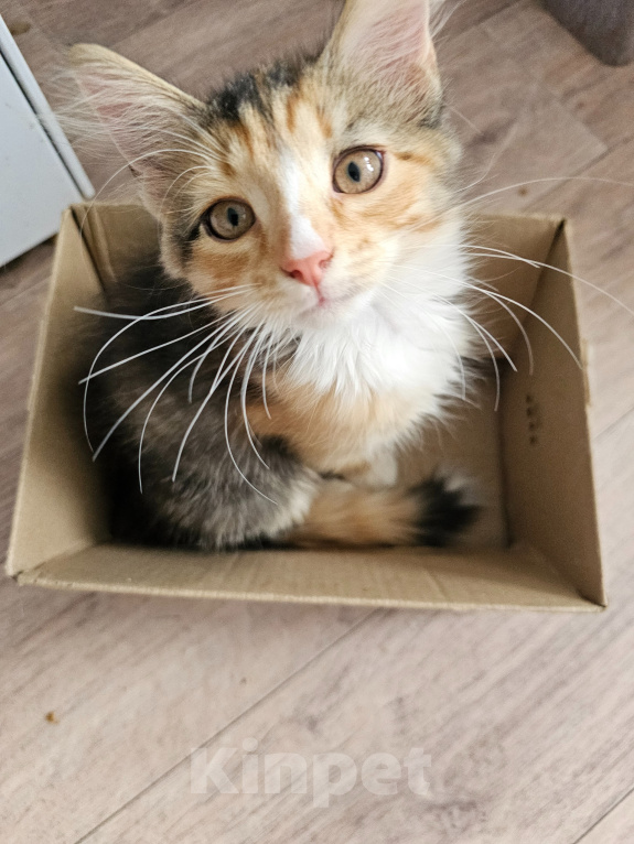 Кошки в Самаре: Котята ищут любящую семью ❤️ Девочка, Бесплатно - фото 1